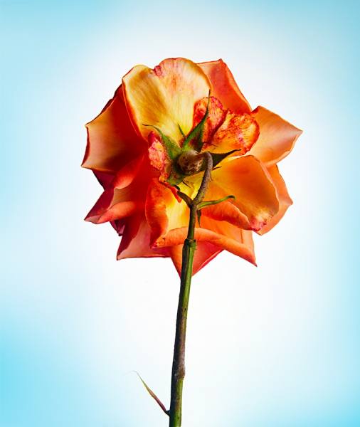 Photograph Humberto Utrabo Junior Rose on One Eyeland